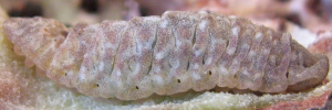 Larvae